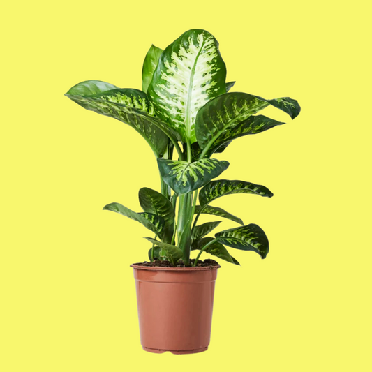DIEFFENBACHIA “SNOW”