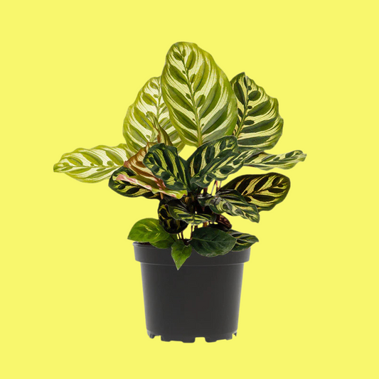 CALATHEA MAKOYANA “PEACOCK”